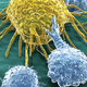 Immune cells can be trained to kill tumors. Image: imuc.com